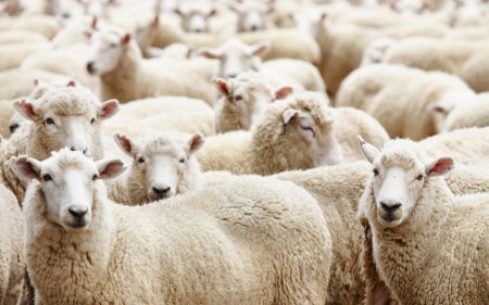 Qurban bayramı ilə bağlı fətva veriləcək