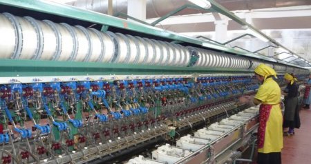 "Azəripək": Azərbaycanda barama yığımı azalıb - ÖZƏL