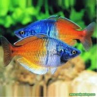 Təbiətin sehrli üzü: Donmuş çiçəklər və göy qurşağı balıqları