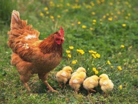 Azərbaycanda toyuq əti istehsalı kəskin artıb - Necə olacaq?